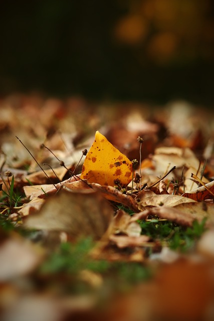 功恰恰展示 功恰恰展示